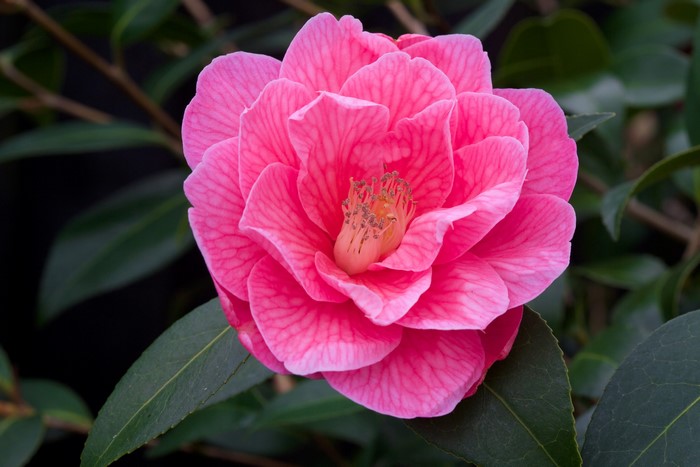 Pink Camellia flower with green leaves