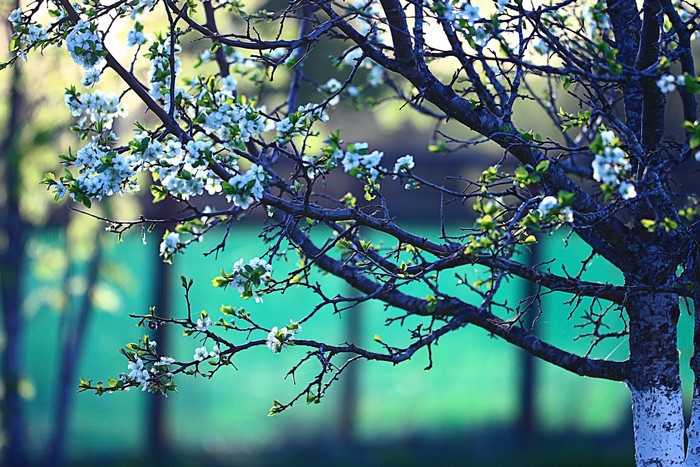 Flowering tree branches with white blossoms