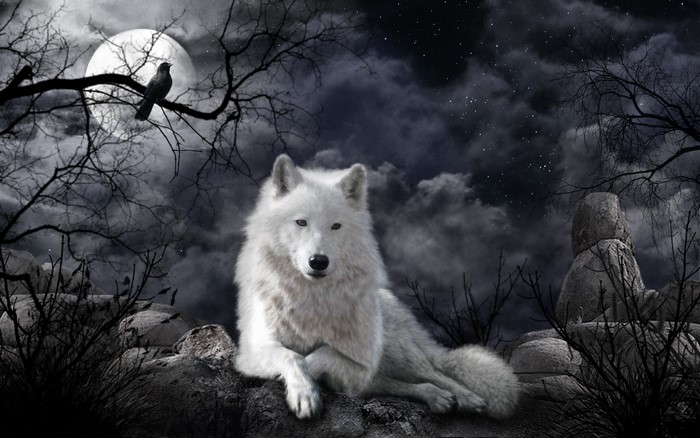 White Wolf Resting Under the Full Moon