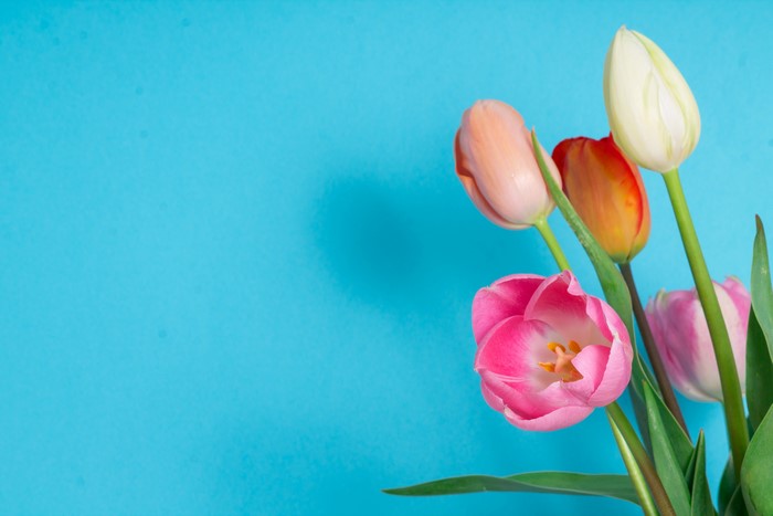 Tulips on a blue background