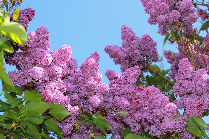 4K, Lilac, Closeup, Pink color, HD Wallpaper | Rare Gallery