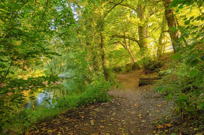 Forest path next to a river with sunlight filtering through trees