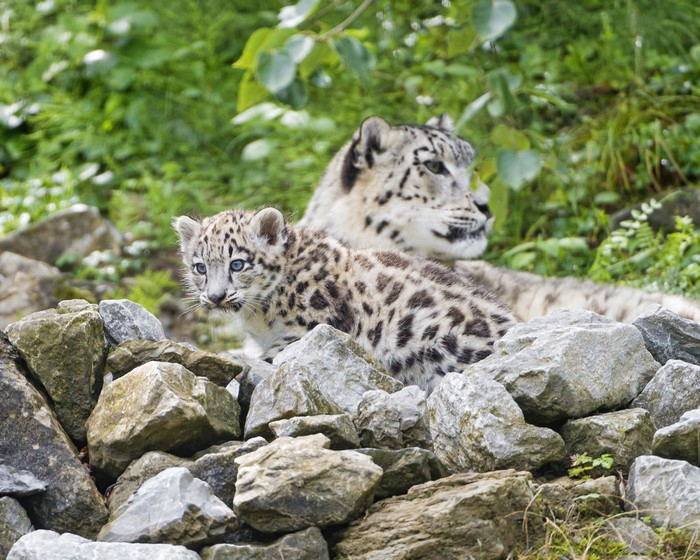 Snow leopard cubs and mother on stones