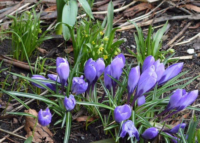 Purple Crocuses Blooming in Garden