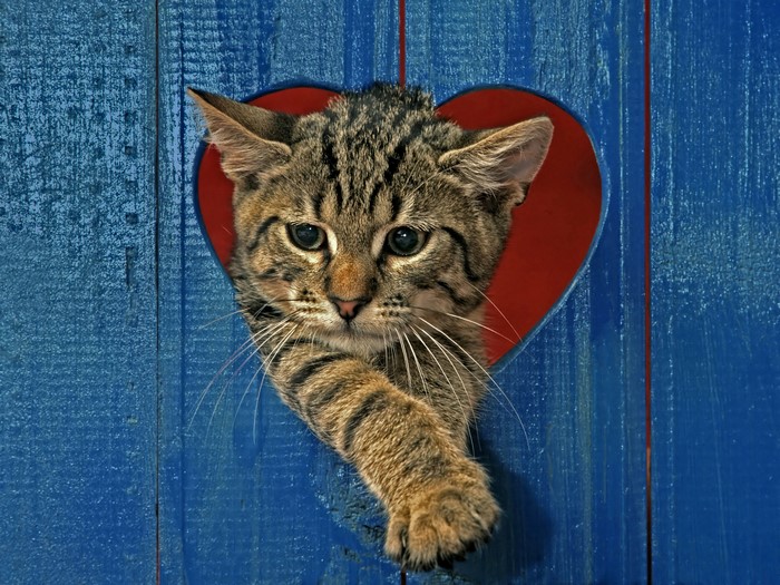 Kitten peeking through a heart-shaped hole in a blue wooden fence