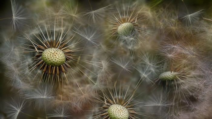 Close-up of Dandelion Seed Heads