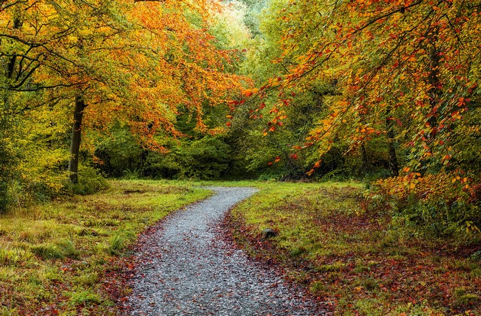 Autumn forest path with colorful leaves