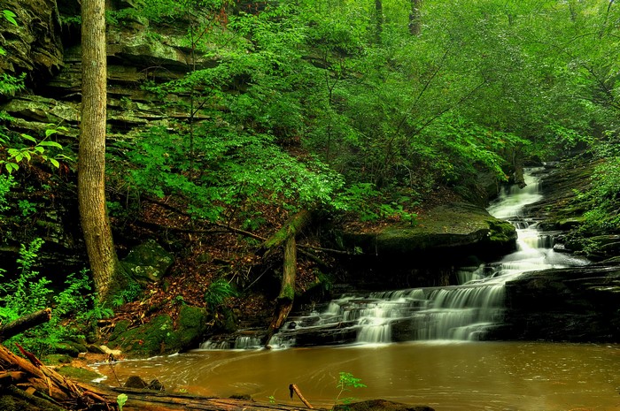 Waterfall cascading through a lush green forest