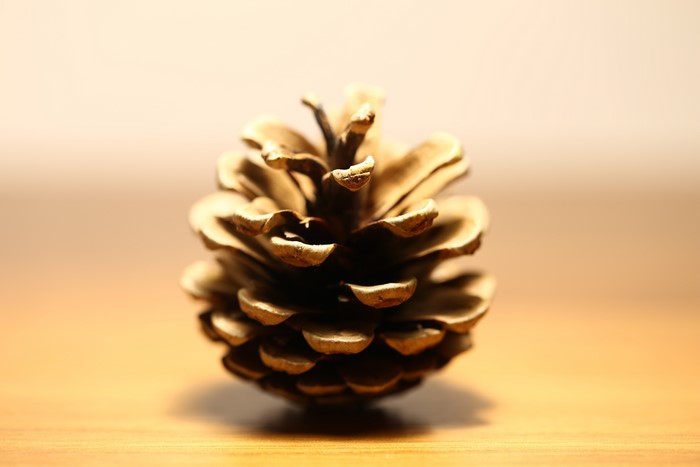 Pine cone