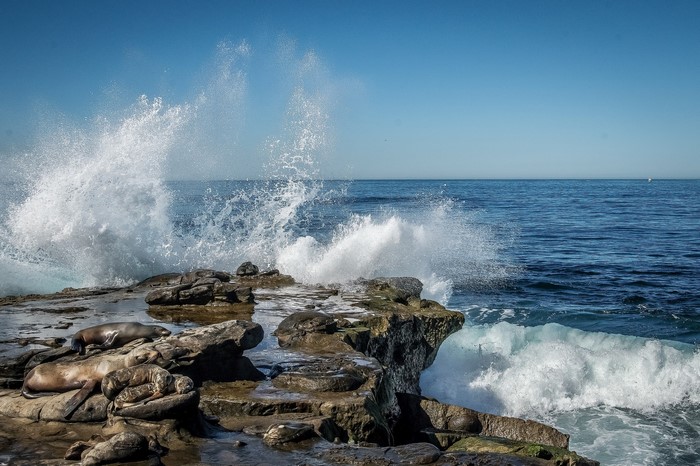 Seals resting on rocks with waves crashing in La Jolla, California