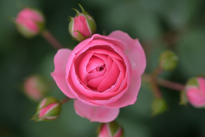 Pink rose with buds
