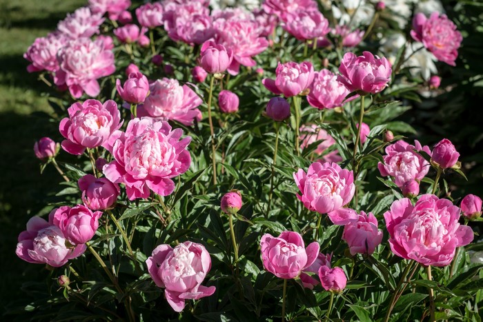 Many Pink Peonies in Bloom