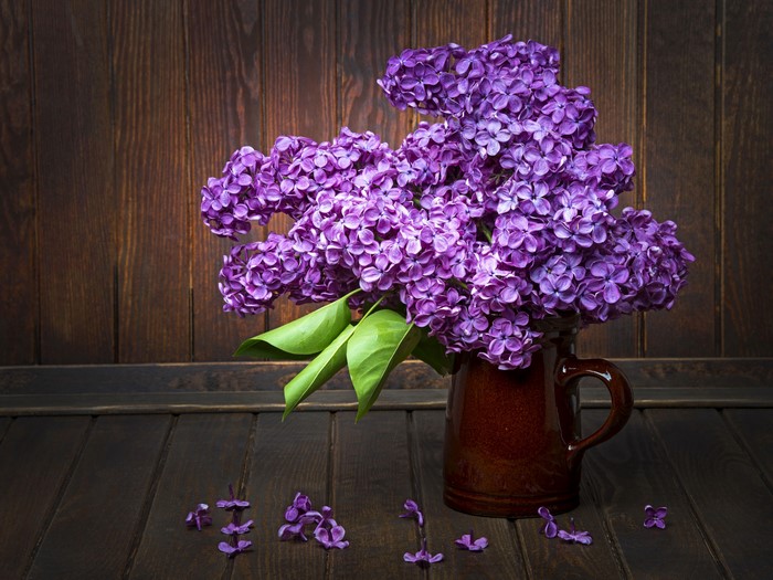 4K Lilac in a Brown Pitcher
