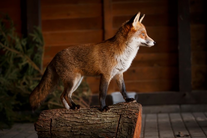 Fox standing on a tree stump