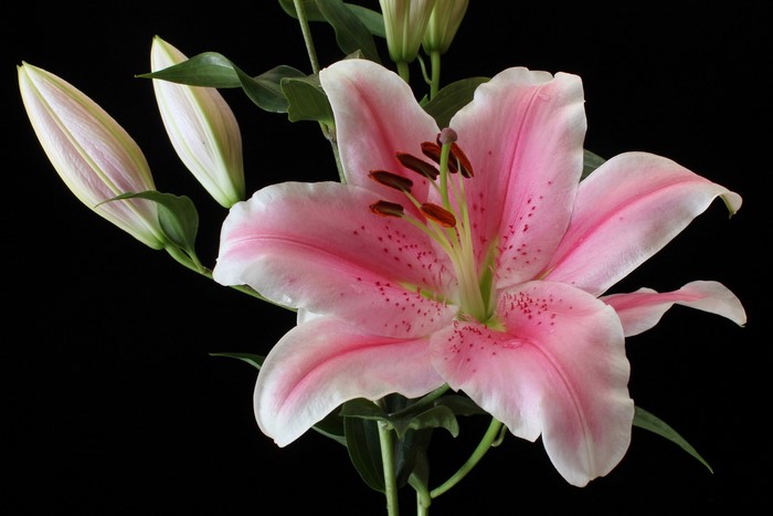 Pink lily with buds on black background