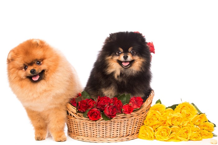 Two Pomeranian dogs in a wicker basket with roses