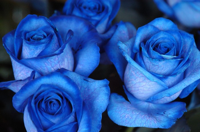 Close-up of several blue roses