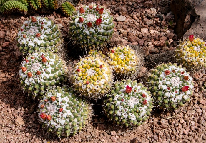 Group of Mammillaria cacti with red and yellow flowers