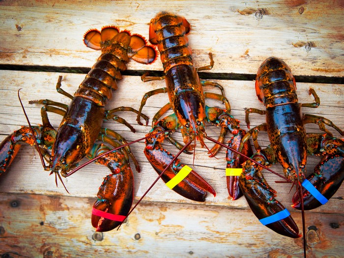 Four lobsters on a wooden surface