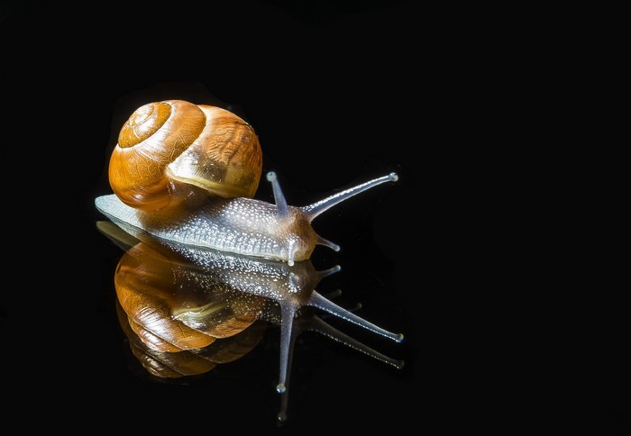 Snail with reflection on black background