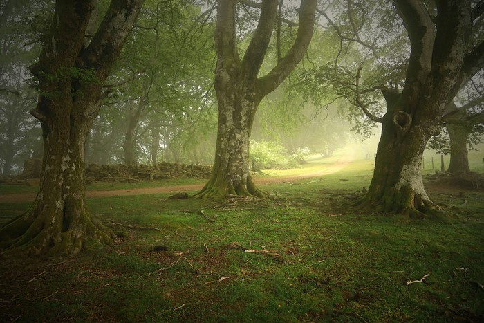 Misty forest with large trees and a path