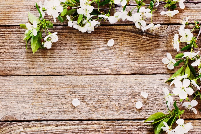 Cherry Blossoms on Wooden Background