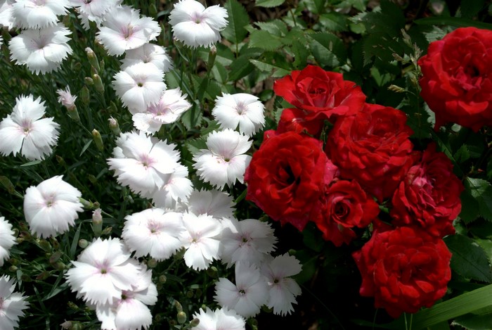 White Carnations and Red Roses in a Garden