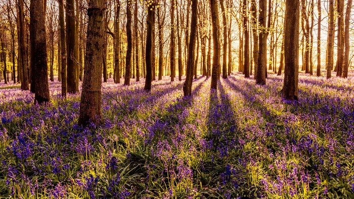 Forest floor covered in bluebells with sunbeams through trees