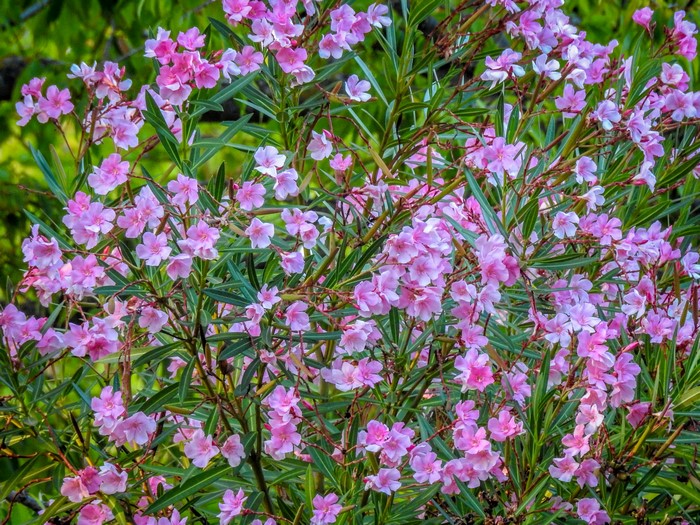 Pink Oleander Flowers on a Bush