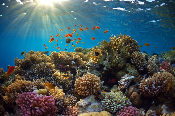 4K Vibrant Coral Reef with Colorful Fish and Sun Rays
