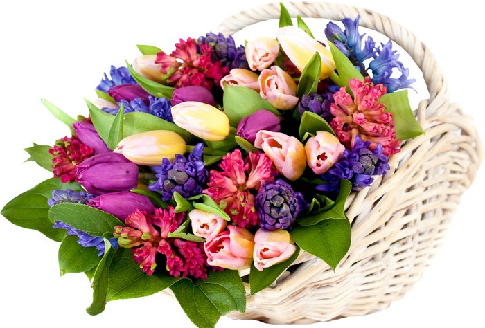 Colorful Tulips and Hyacinths in a Wicker Basket