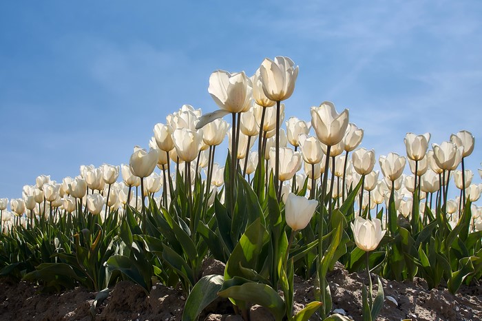White Tulips Field Under Blue Sky