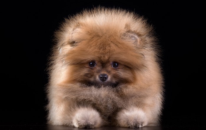 Fluffy Pomeranian Spitz puppy on black background