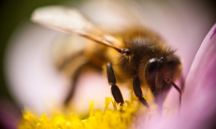 Close-up of a bee on a flower