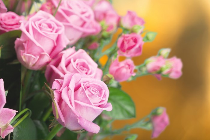 #804616 4K, Roses, Pink color - Rare Gallery HD Wallpapers