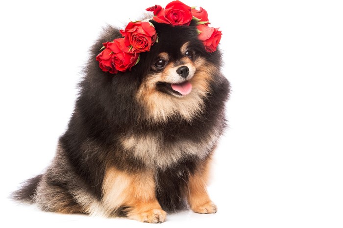 Pomeranian dog with roses on white background