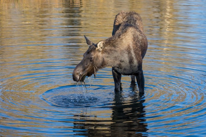 Moose drinking water in a lake