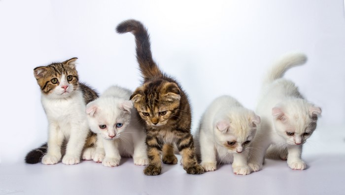 Five Kittens on a White Background