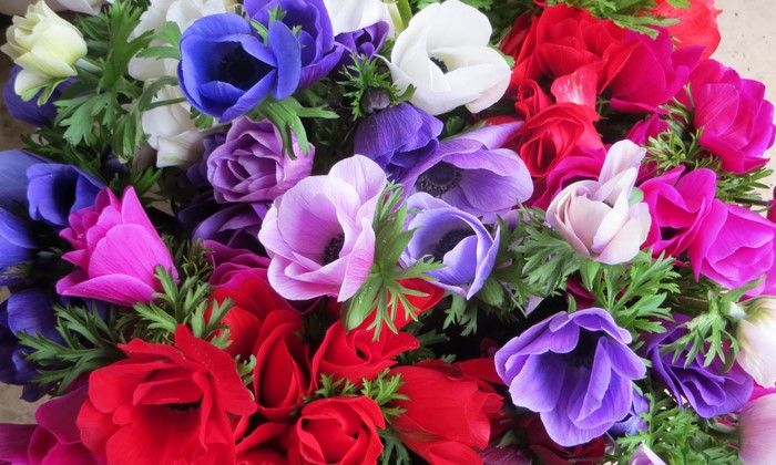 A close-up of a bouquet of colorful anemone flowers