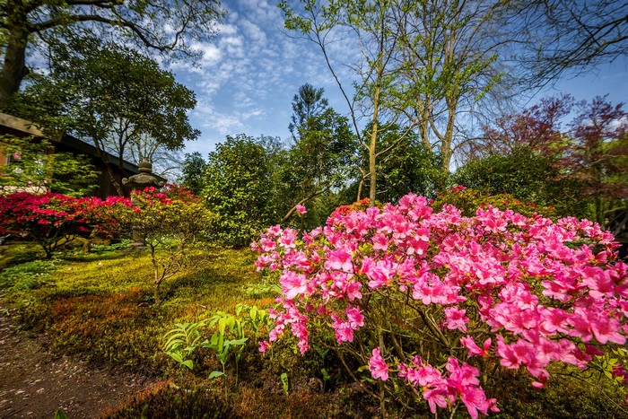 Pink Rhododendrons in a Lush Garden with Trees