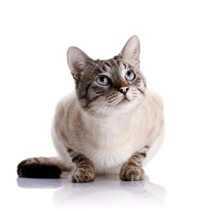 Siamese cat with blue eyes on white background
