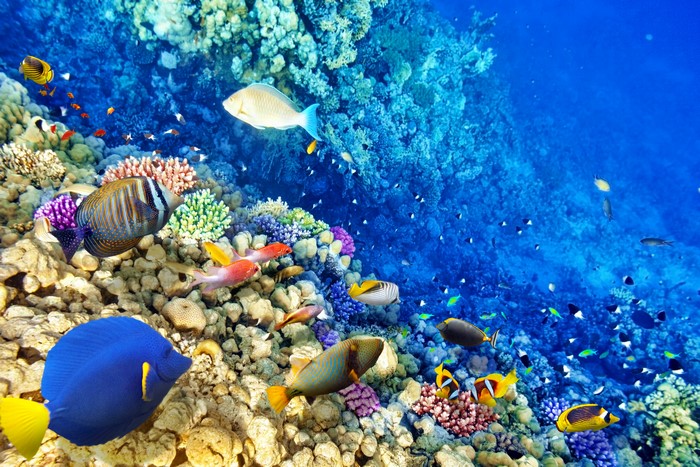 Vibrant Underwater World with Colorful Fish and Corals 4K