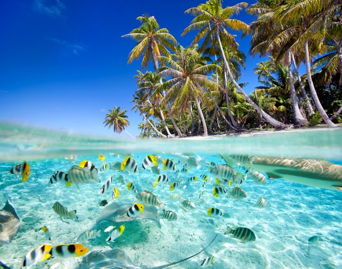 Tropical Island with Palm Trees and Fish
