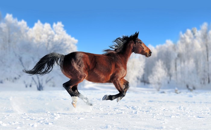 Brown horse running in the snow