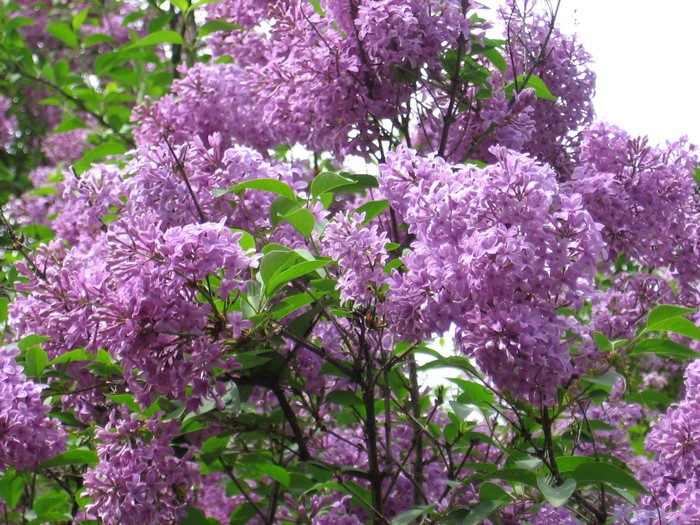 Purple Lilac Flowers on Branches