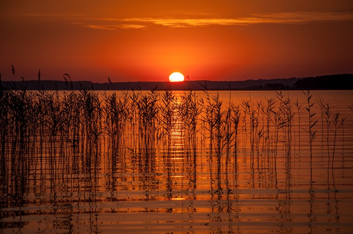Sunset over a lake with reeds