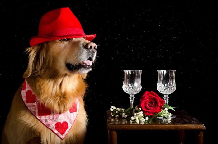 Golden Retriever dog wearing a red hat and bandana