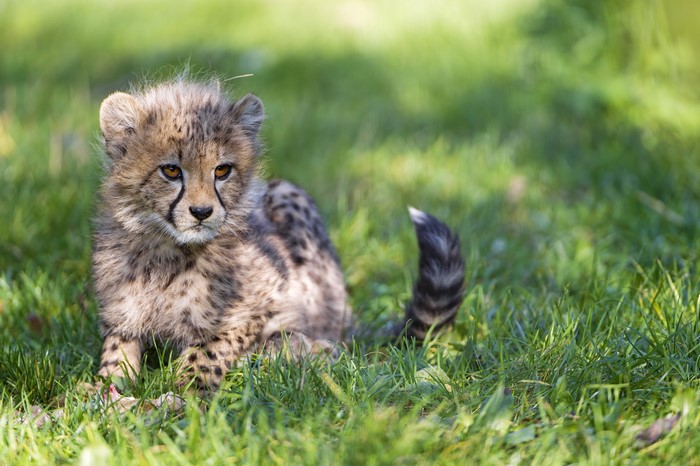 Cheetah Cubs in Grass