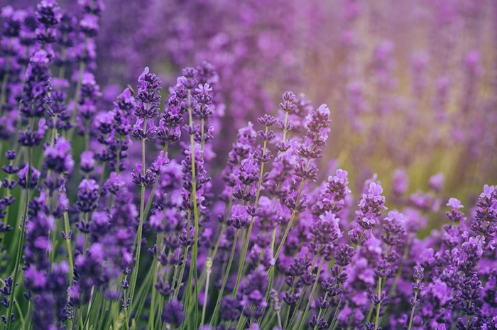 Field of Lavender Flowers