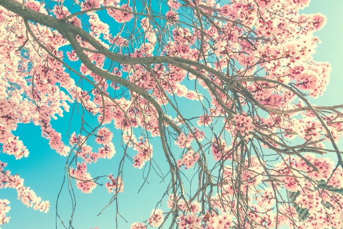 Flowering branches against a blue sky